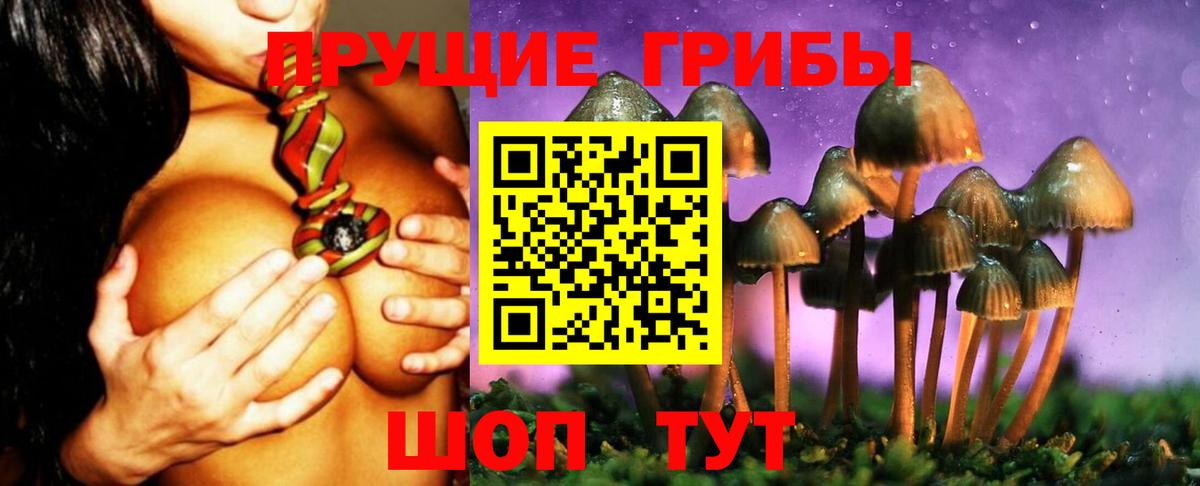 Псилоцибиновые грибы Cubensis Котовск